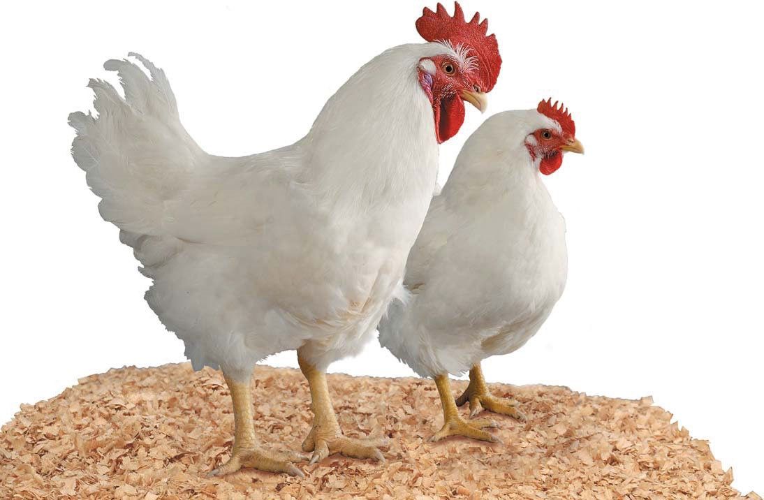 Mengetahui Perbedaan Ayam Pedaging Jantan dan Betina