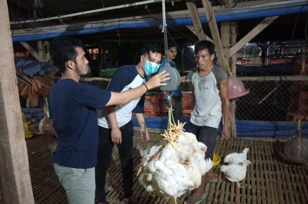 Foto waktu panen tanaman hidroponik terkait tips menentukan waktu panen yang tepat untuk hasil optimal