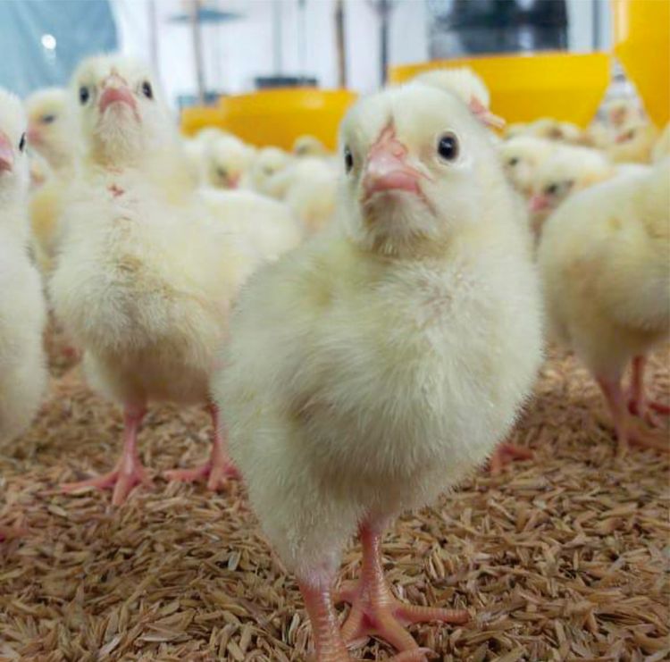 Jurus Jitu Mencegah Kematian DOC Ayam Broiler Saat Tiba di Kandang