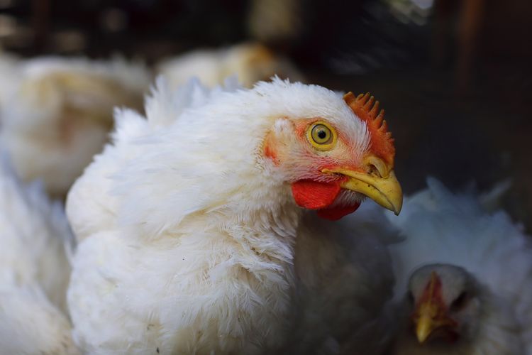 6 Penyebab Budidaya Ayam Broiler Mengalami Kerugian
