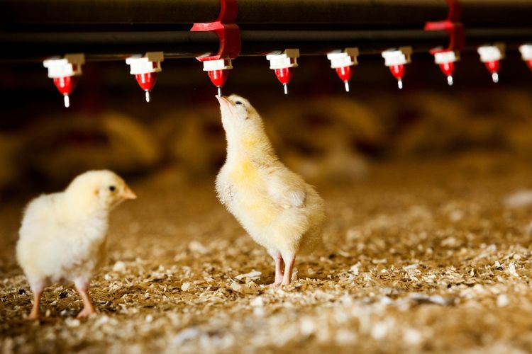 Manfaat dan Efek Samping Klorinasi Air Minum Pada Ayam Broiler