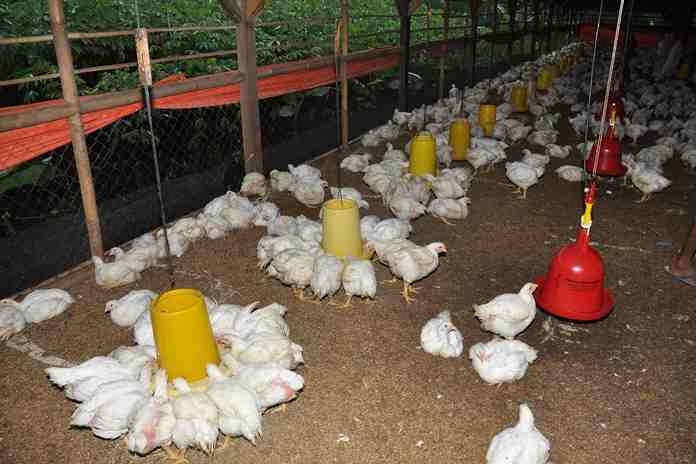 Kasus Feses Pakan pada Ayam Broiler
