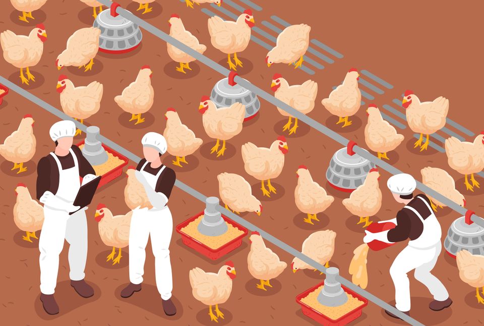 Memulai Bisnis Ayam Pedaging