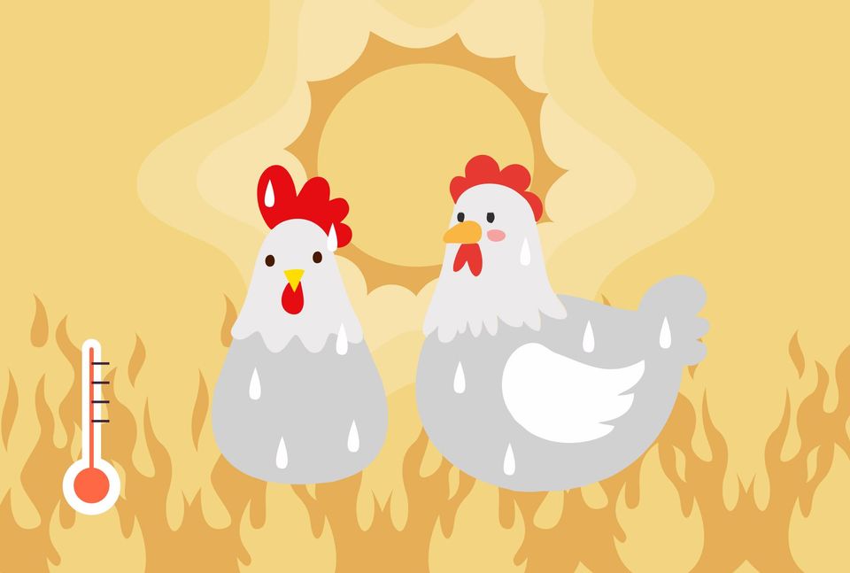 Cekaman Panas dan Pengaruhnya Pada Performa Ayam Broiler