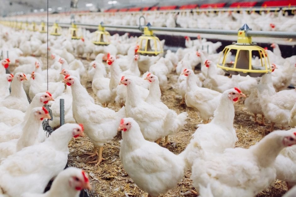 Kesalahan Yang Harus Dihindari Dalam Mengelola Bisnis Ayam Broiler