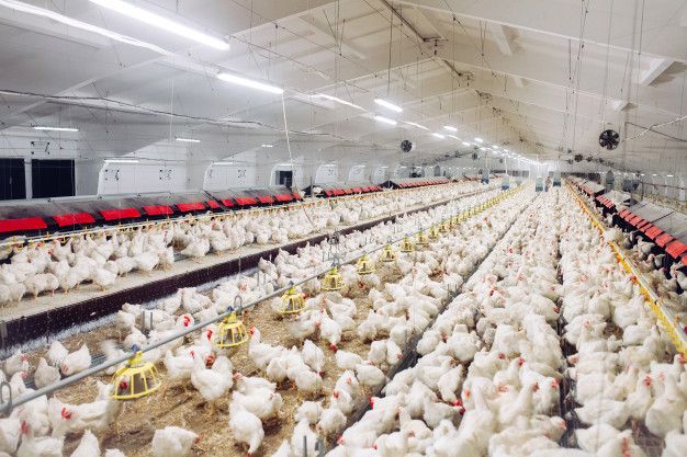 Begini Cara Berhasil Memulai Bisnis Ternak Ayam Broiler