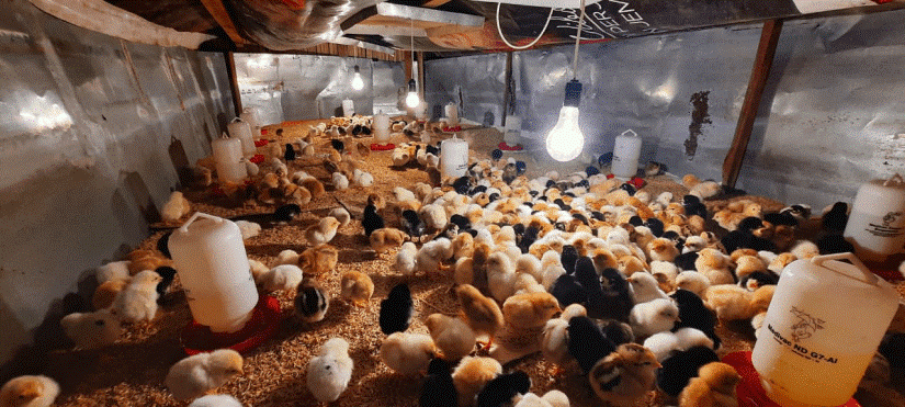 Pentingnya Cahaya Terhadap Pertumbuhan Ayam Broiler